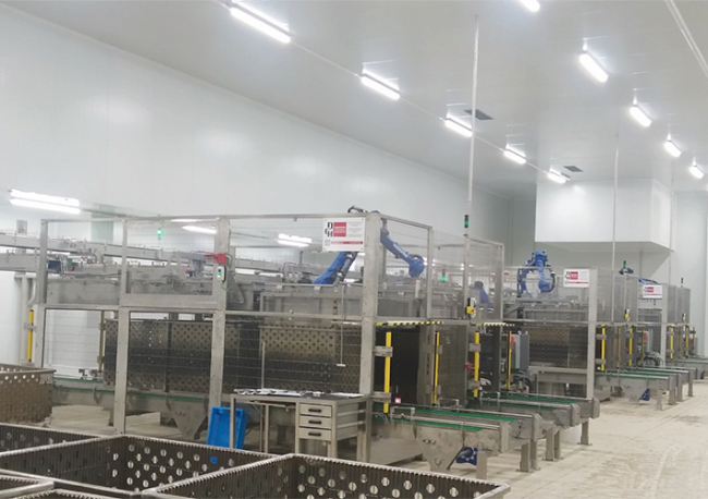 Foto Solución de encestonado y desencestonado de latas en carros para autoclave con robots Yaskawa realizada por DGH Robótica para la empresa de conservas Hijos de Carlos Albo.